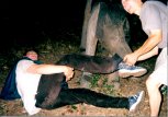 Libor a Pavel Meisel zápasí s vlkem v Nevsovském parku
